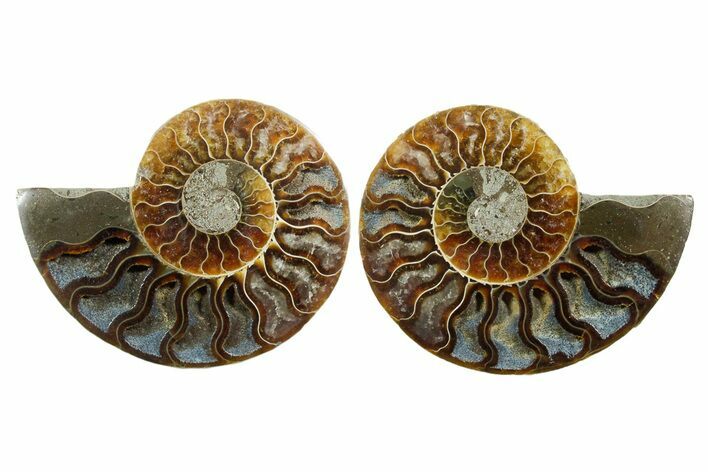 Cut & Polished Crystal-Filled Ammonite Fossil - Madagascar #354168